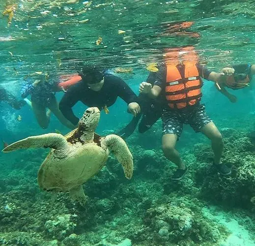 Guest house Indino's Sardines Run And Sea Turtle 1 Minute Walking Distance