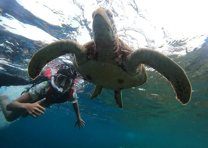 Guest house Indino's Sardines Run And Sea Turtle 1 Minute Walking Distance 3*