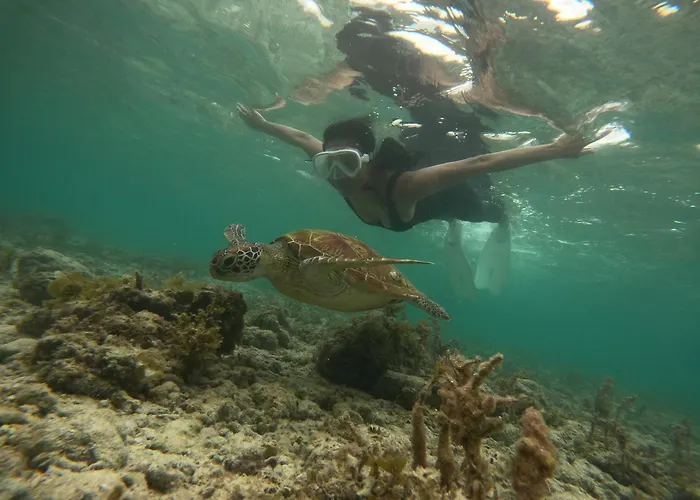 Indino's Sardines Run And Sea Turtle 1 Minute Walking Distance Moalboal