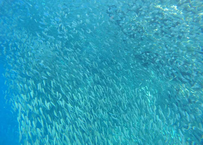 Guest house Indino's Sardines Run And Sea Turtle 1 Minute Walking Distance 3*